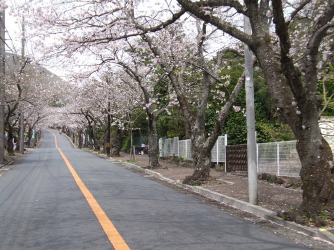 桜並木から 桜並木から